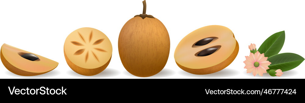 Chiku elements in realistic style Chiku elements in realistic style vector image