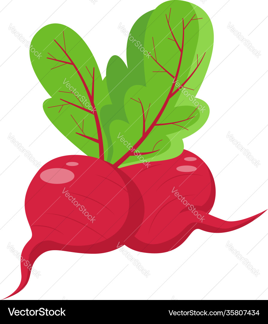 Radish vegetable icon vector image