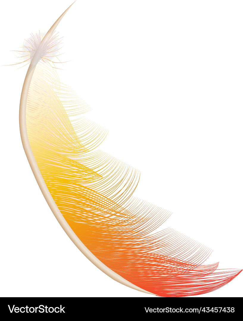 Falling feather gradient composition vector image