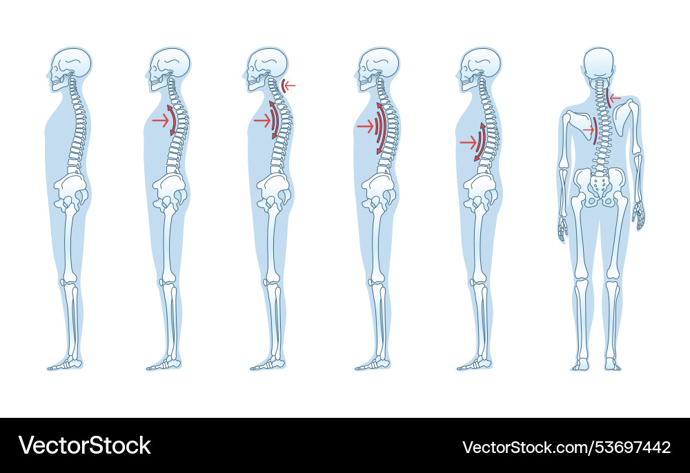 Understanding the different types of standing Understanding the different types of standing Vector Image
