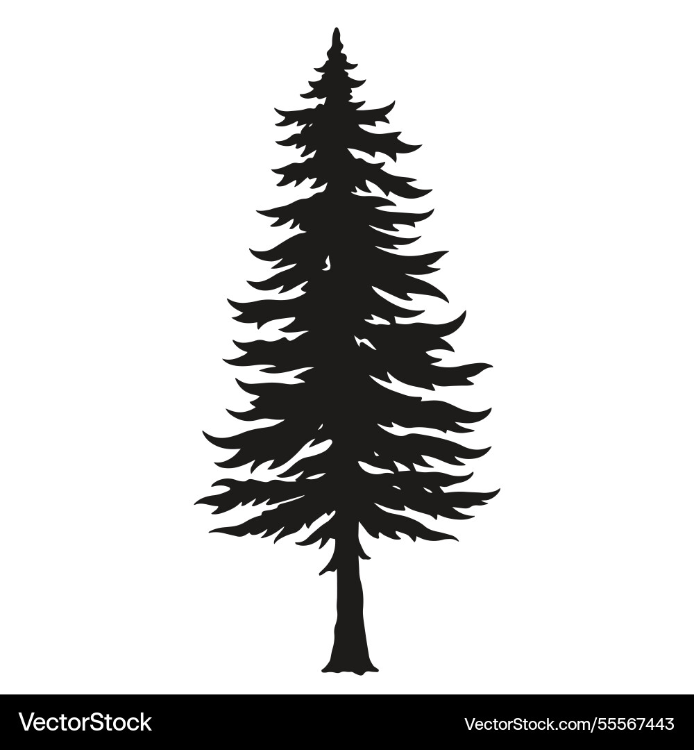 Tall evergreen tree silhouette in black color Tall evergreen tree silhouette in black color vector image