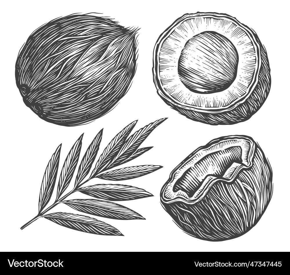 Coconut with palm leaf sketch tropical vector image