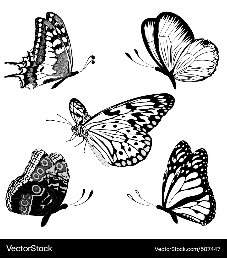 Elegant Black and White Butterfly Collection Vector Image