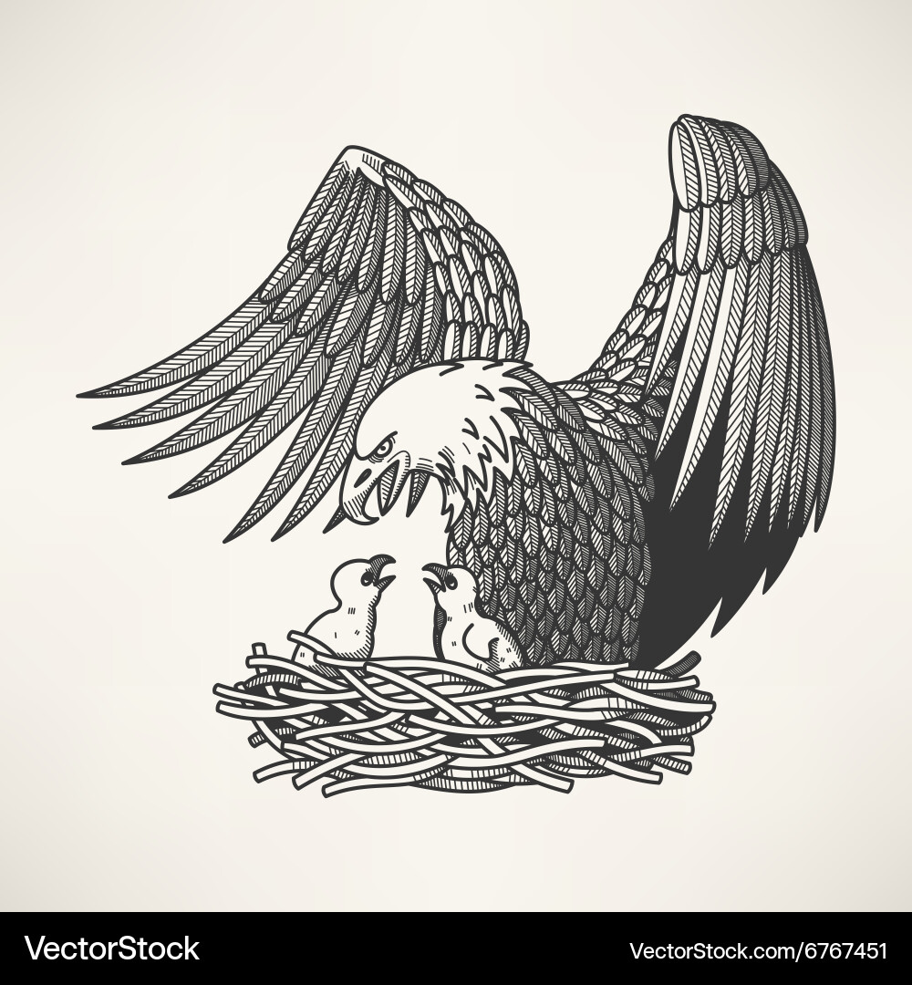Bald Eagle Nesting Royalty Free Vector Image - VectorStock