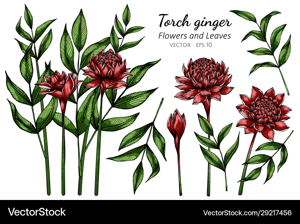 Red Torch Ginger Floral Drawing Vector Image