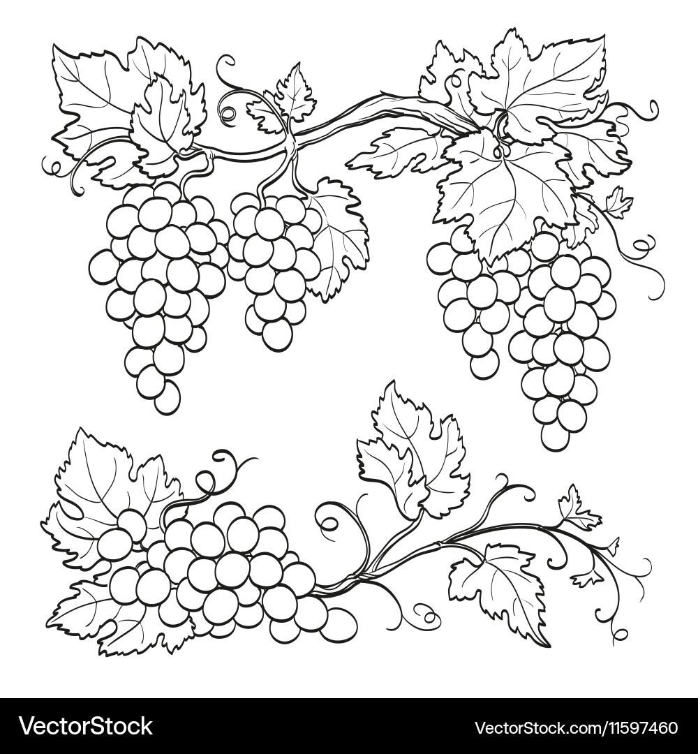 Grape Branch Sketch vector image