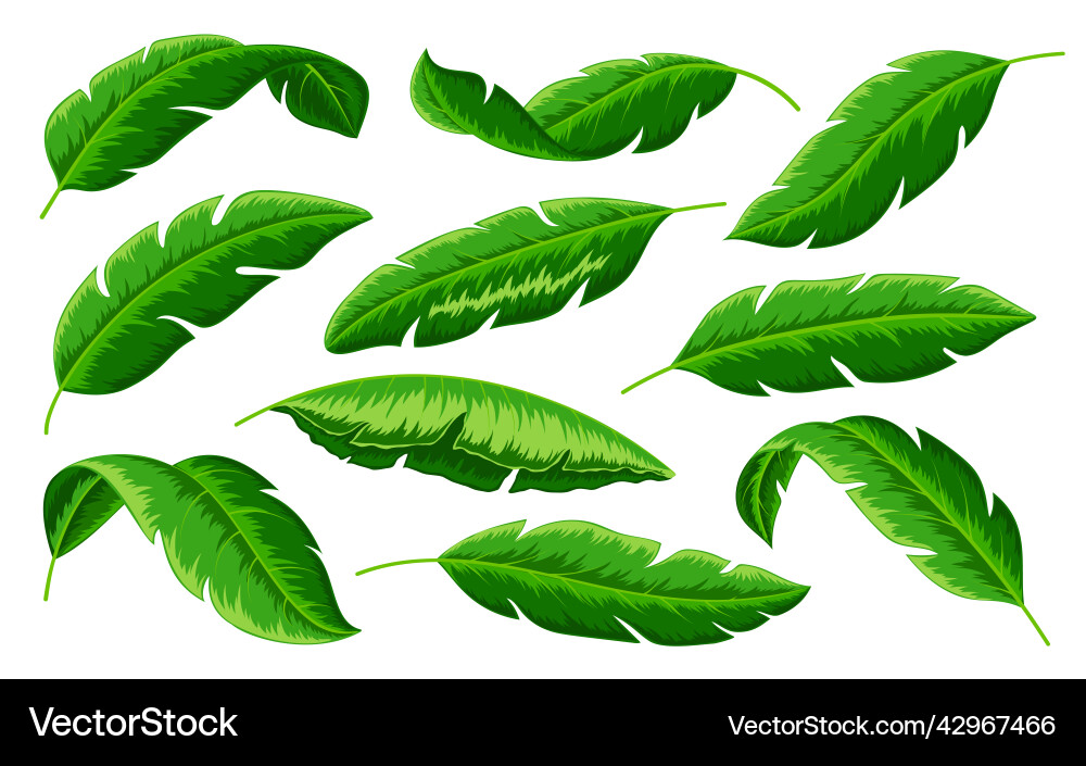 Tropical palm green jungle banana tree leaf set Tropical palm green jungle banana tree leaf set vector image