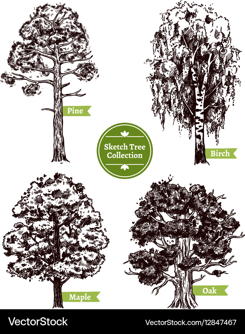 Deciduous Tree Sketch Set Vector Image