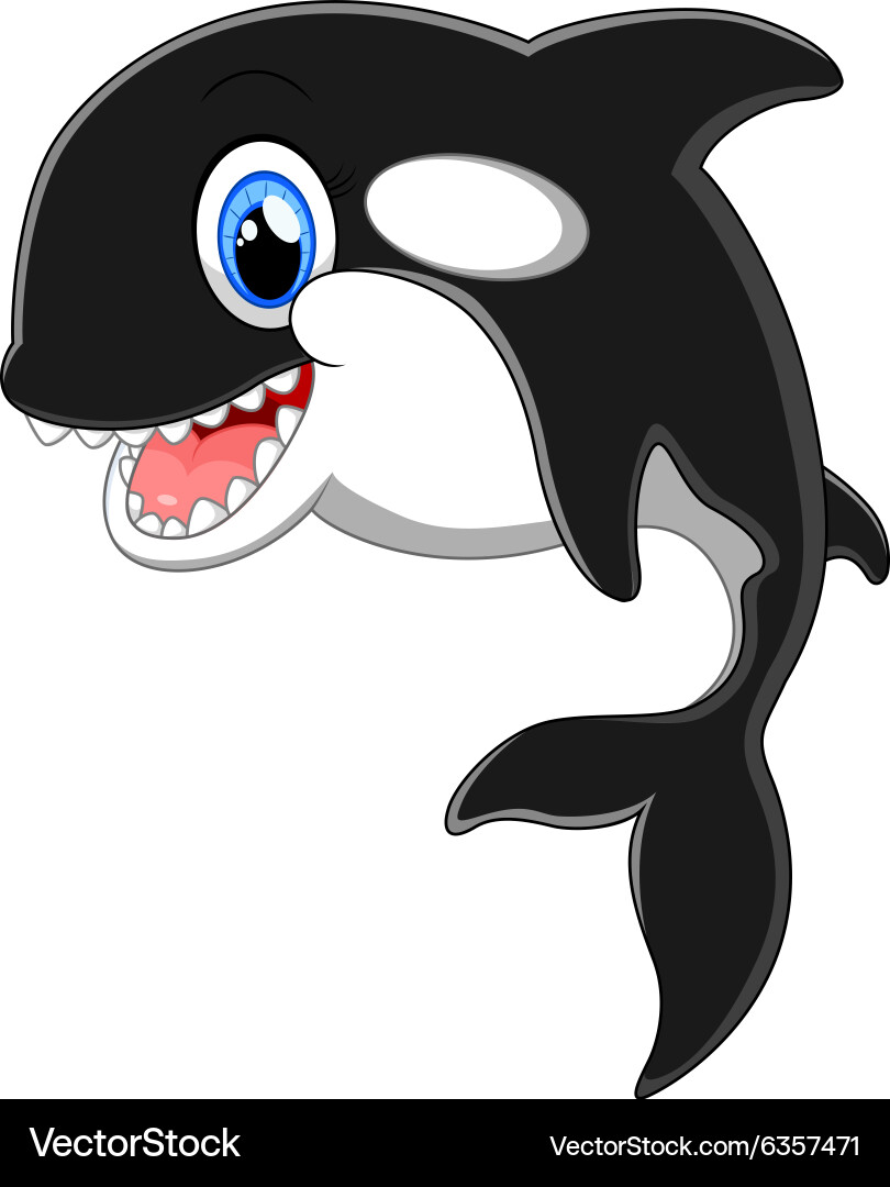 Cute killer whale cartoon – Royalty-Free Vector | VectorStock, image size:810x1080