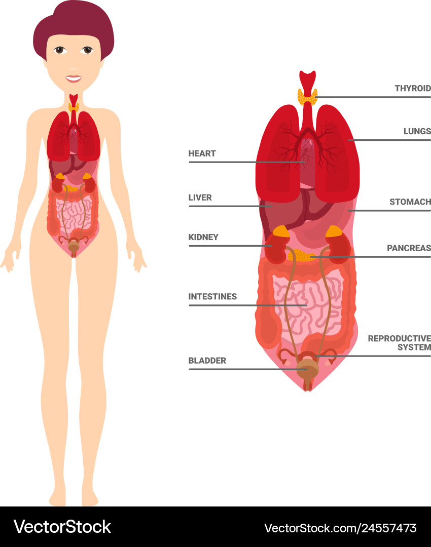 Female human anatomy internal organs diagram vector image