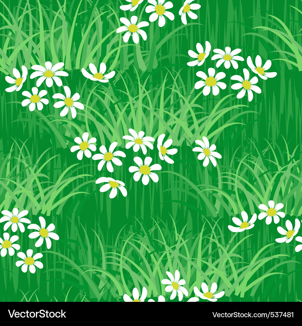Chamomile Meadow Background Vector Image