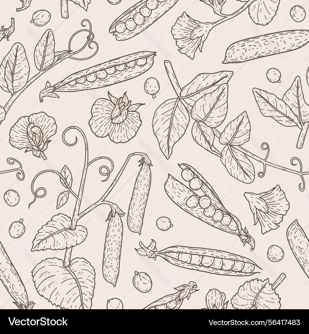 Linear seamless pattern with peas branch leaves Linear seamless pattern with peas branch leaves vector image