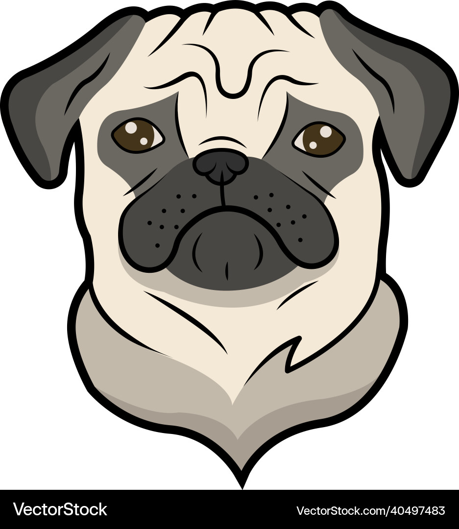 Pug vector image