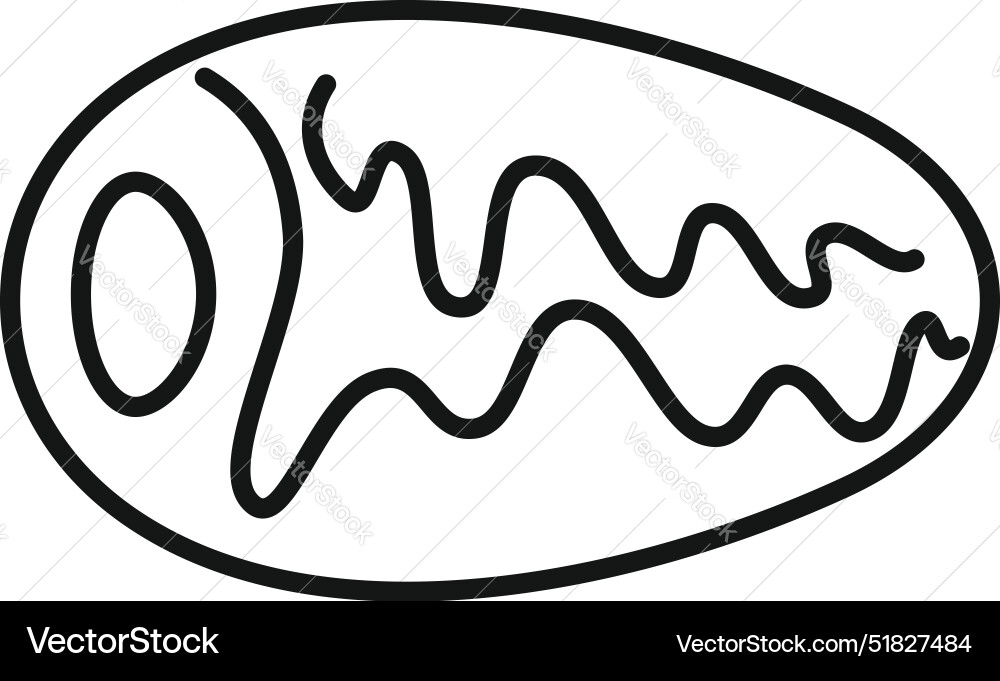 Mitochondria structure showing cristae and matrix Vector Image