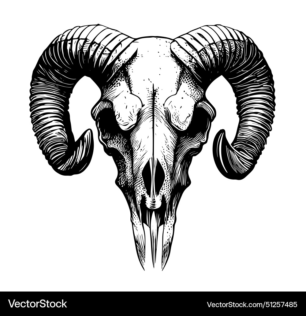 Sketch of ram skull boho and hipster hand drawn Vector Image