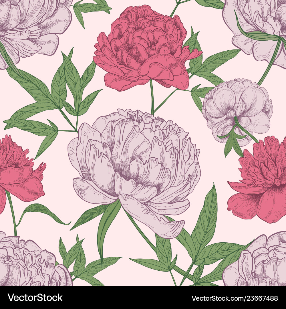 Floral Peony Seamless Pattern vector image