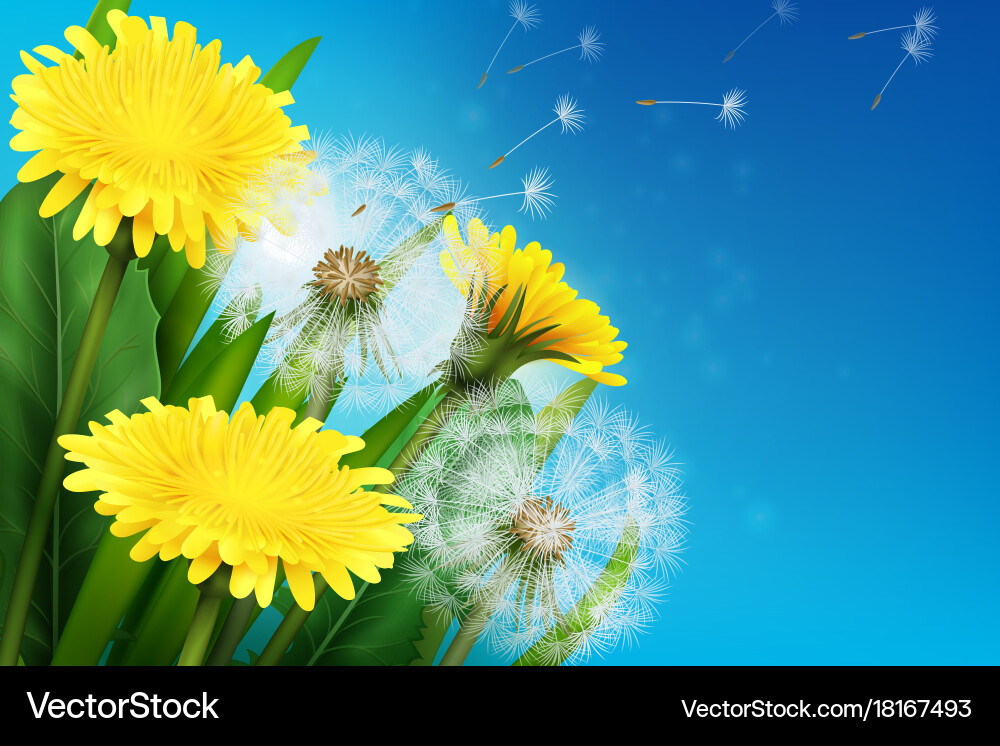 Blooming Dandelion with Seeds Vector Image
