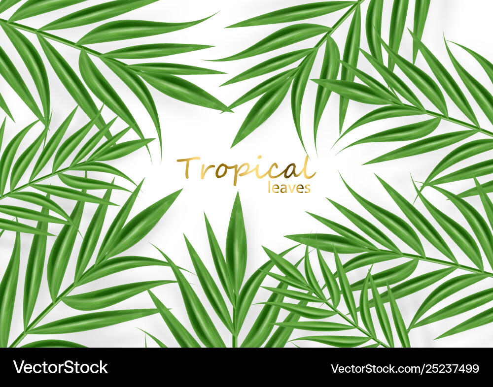 Tropic palm leaves realistic background vector image