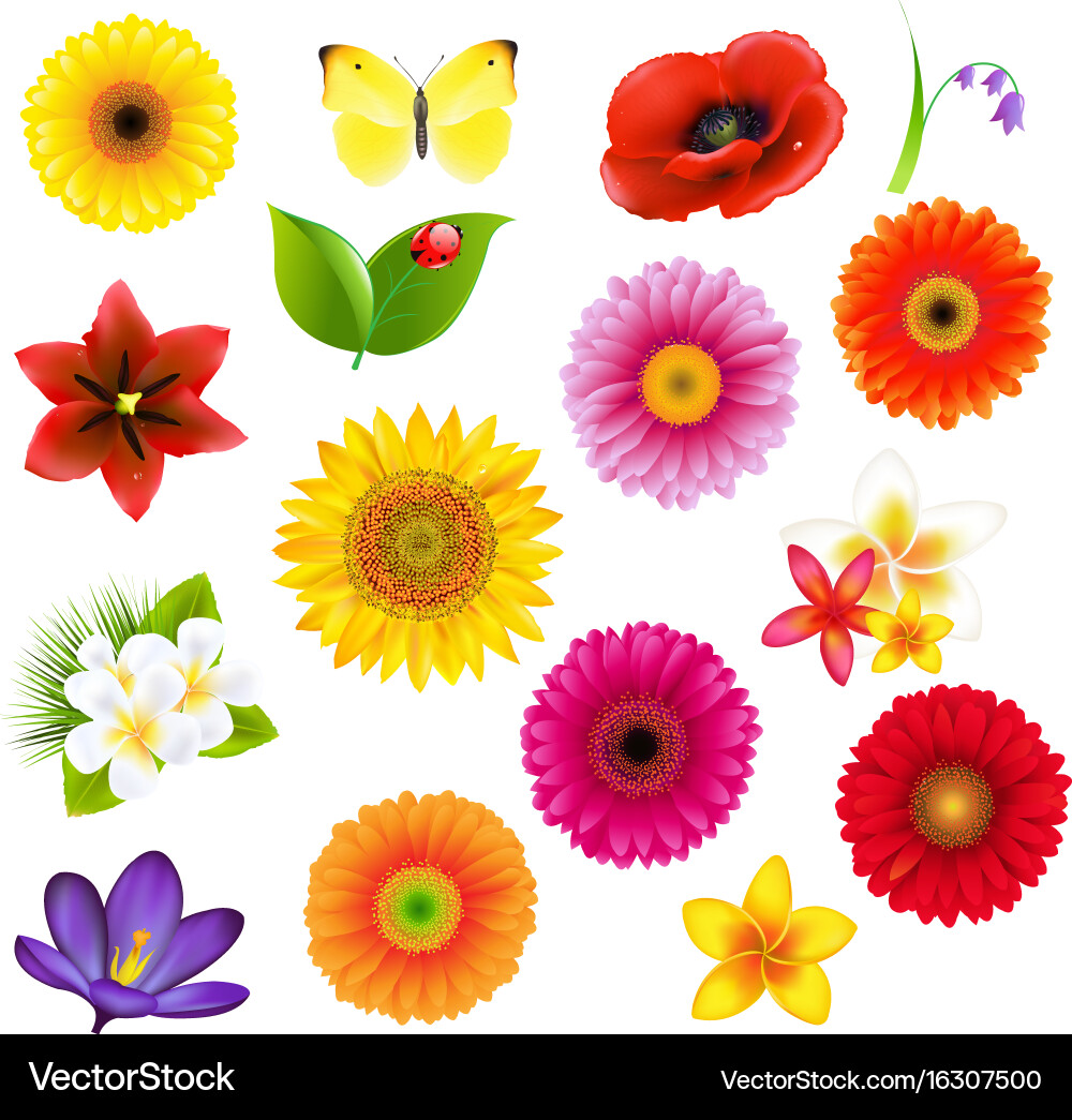 C lorful big flowers andleaf set with gradient vector image