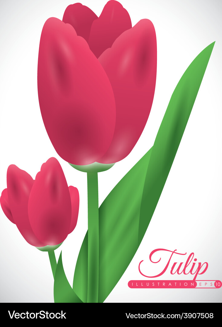 Tulip flower Royalty Free Vector Image - VectorStock