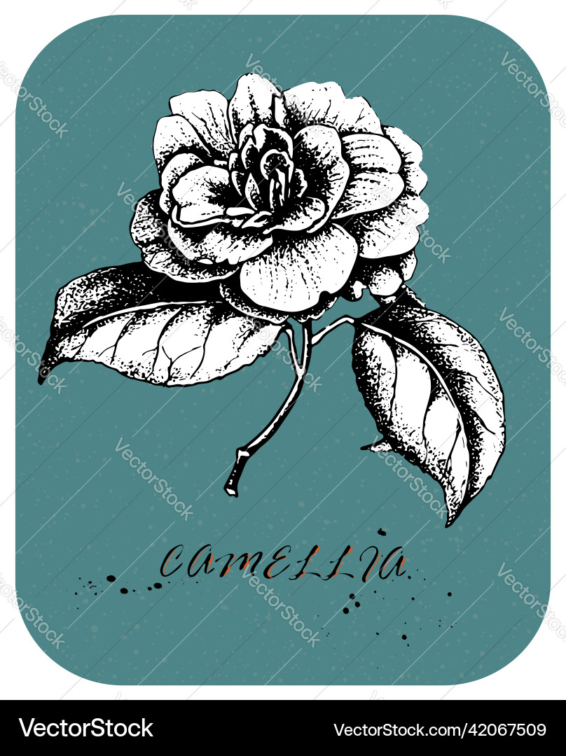 Tea rose 4 Royalty Free Vector Image - VectorStock