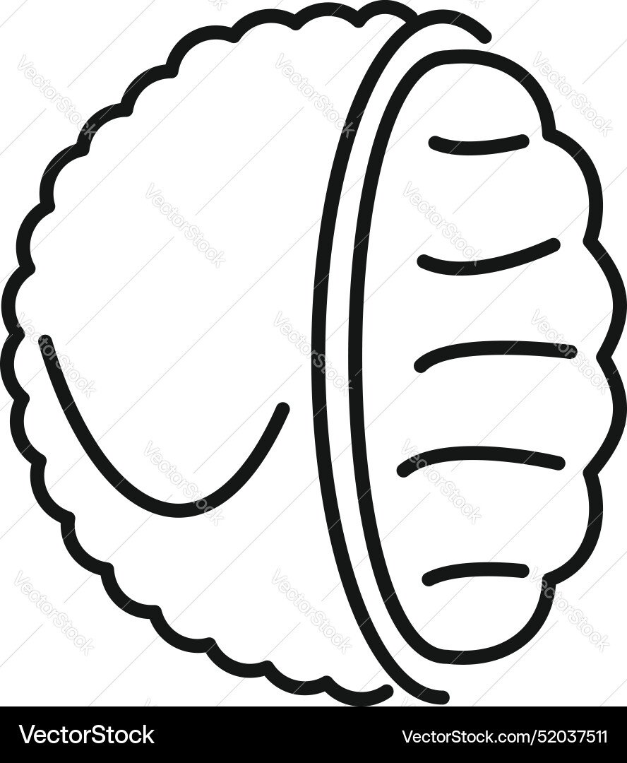 Half open macadamia nut showing texture Half open macadamia nut showing texture Vector Image
