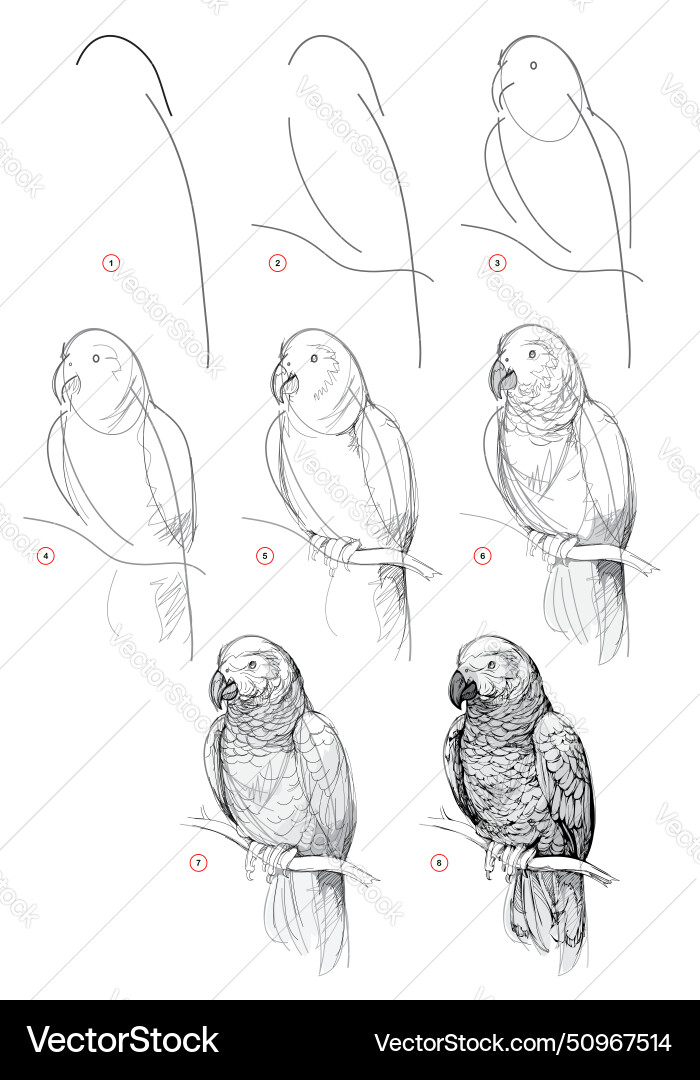 Page shows how to learn draw from life sketch Page shows how to learn draw from life sketch vector image