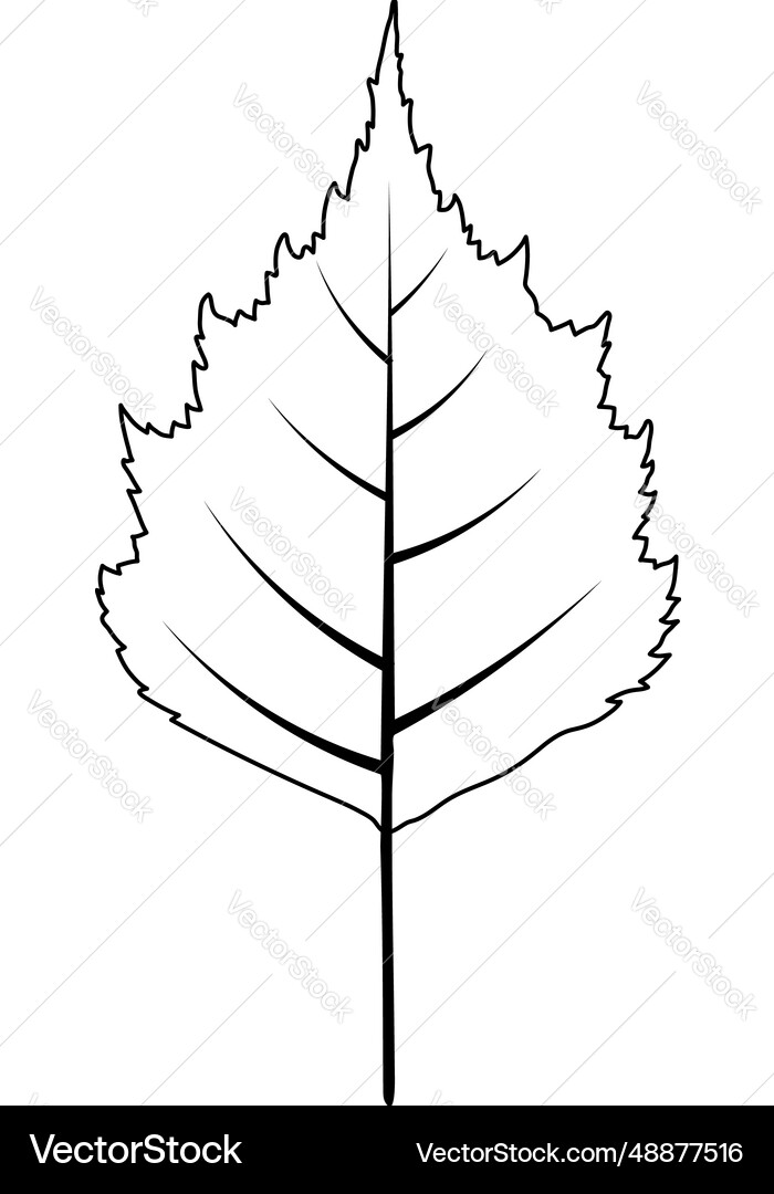 Birch tree leaf Royalty Free Vector Image - VectorStock
