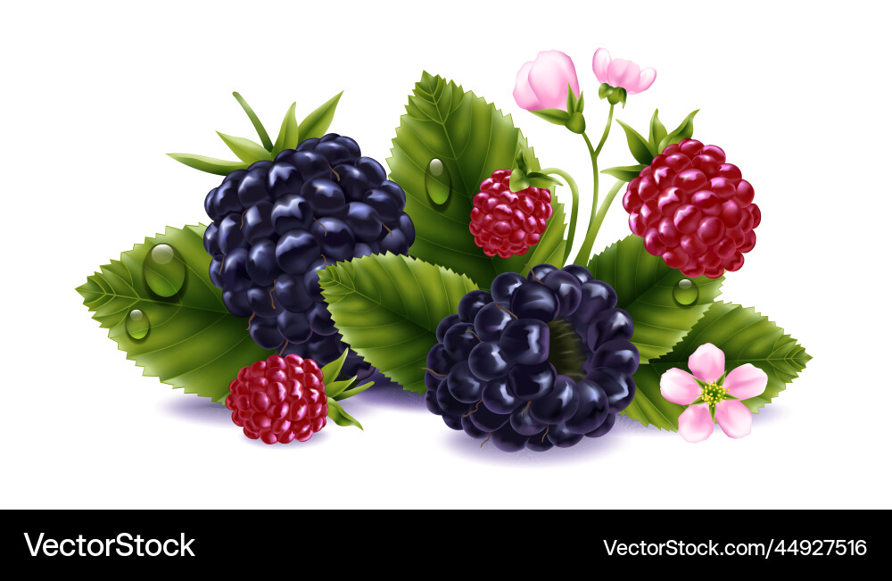 Blackberry realistic composition Royalty Free Vector Image