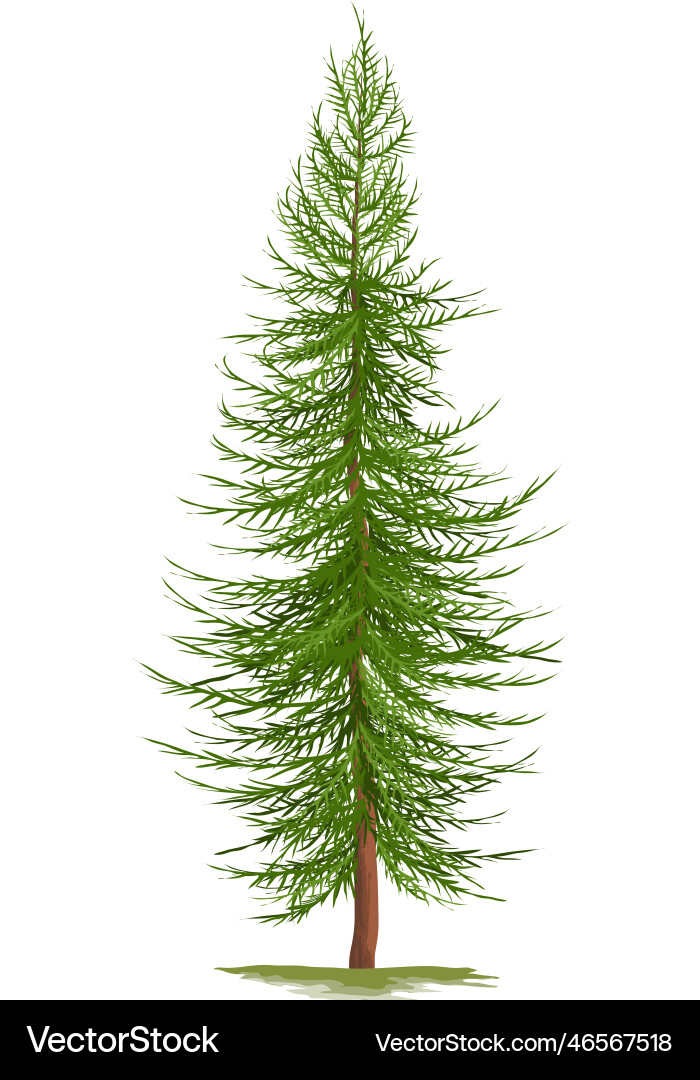 Realistic pine tree Realistic pine tree vector image