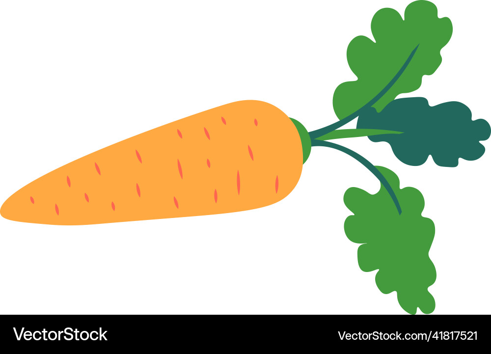 Karottenpflanze mit Blättern nahrhaften Veggie Karottenpflanze mit Blättern nahrhaften Veggie vektorbild