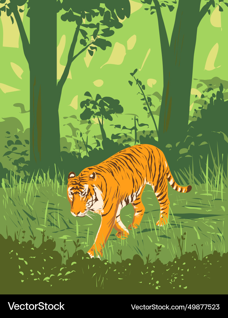 Bengal tiger in kanha reserve madhya Bengal tiger in kanha reserve madhya vector image