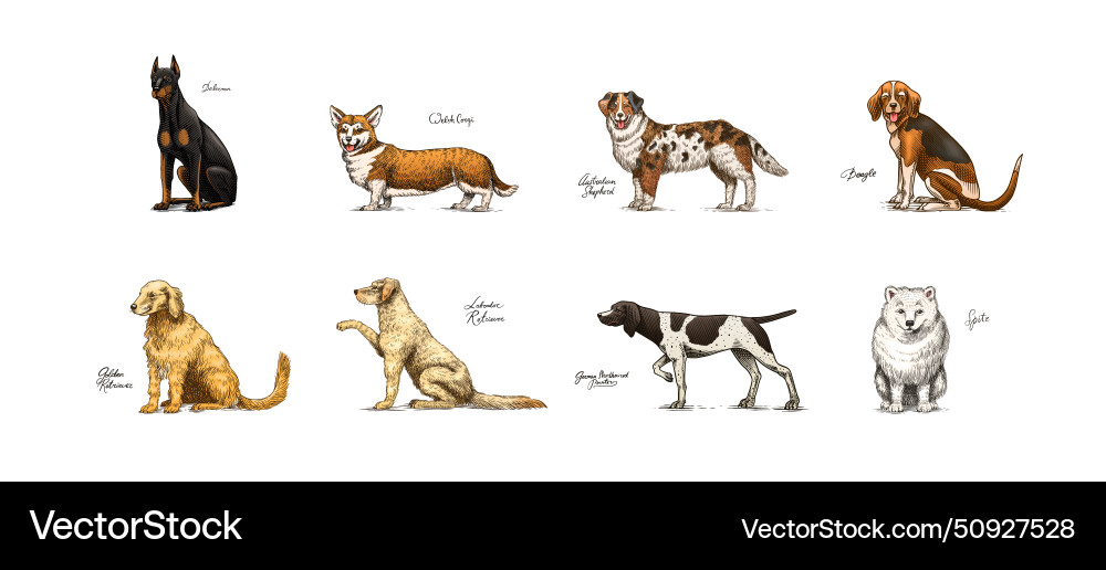 Dogs in this drawing different breeds of domestic vector image