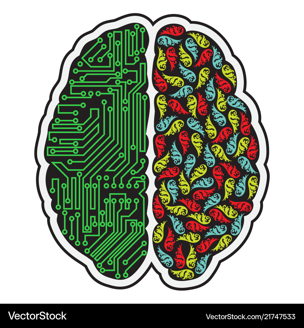 Human brain halves Royalty Free Vector Image - VectorStock