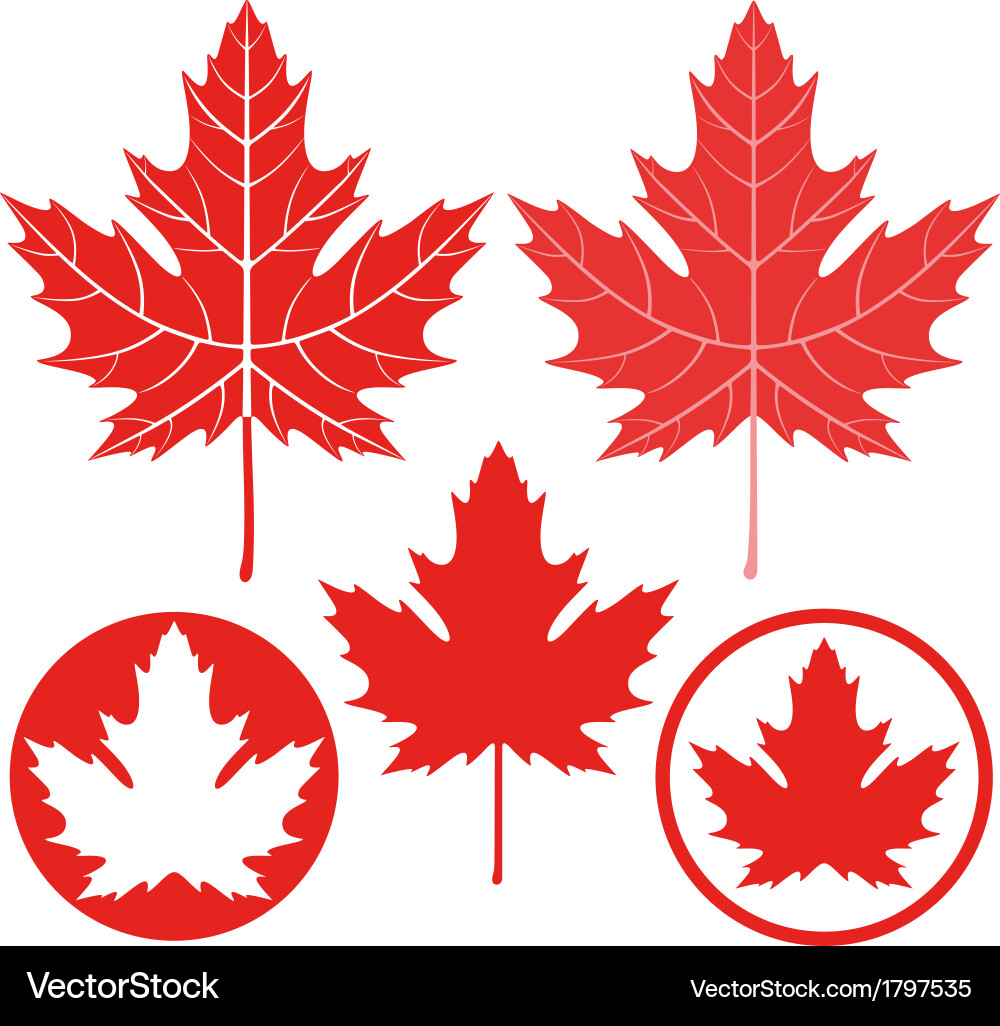 Maple leaf Royalty Free Vector Image - VectorStock