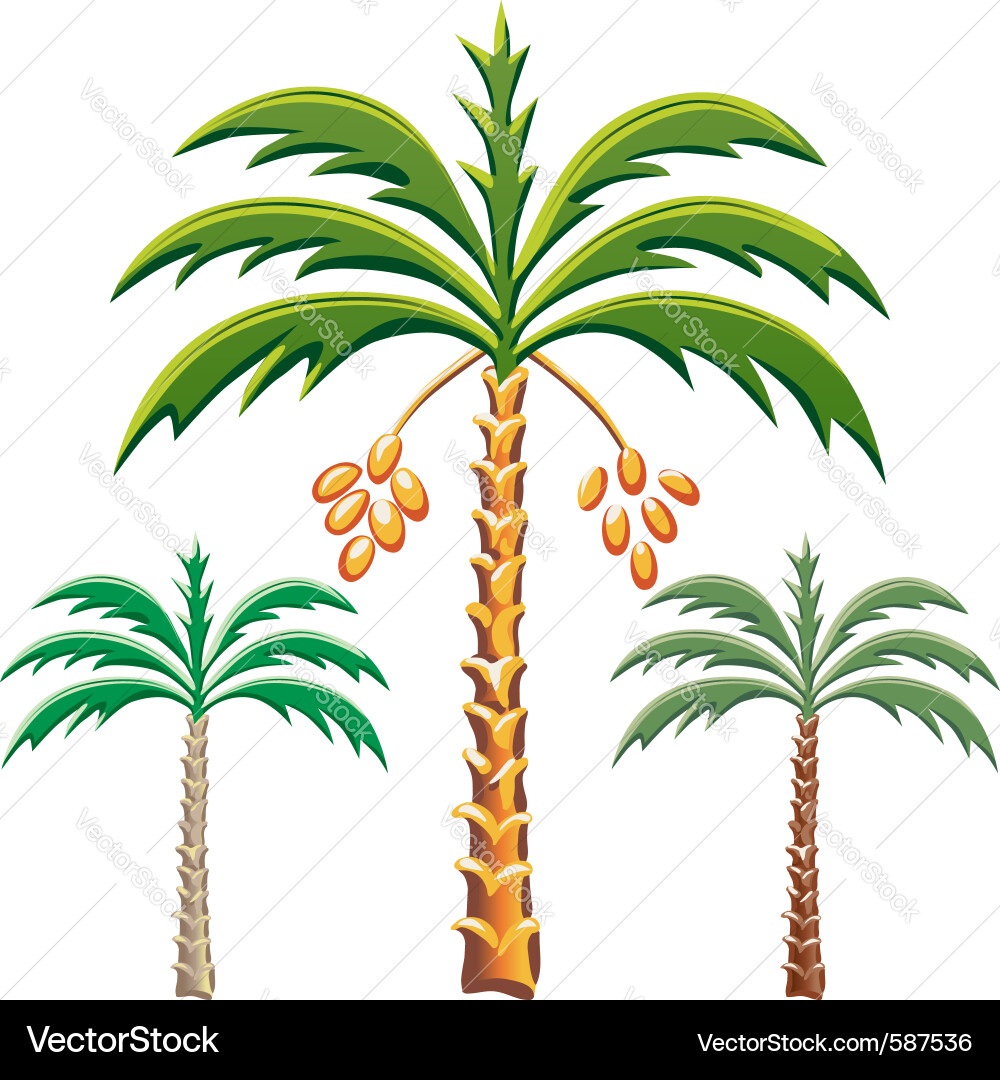 Palm trees Royalty Free Vector Image - VectorStock
