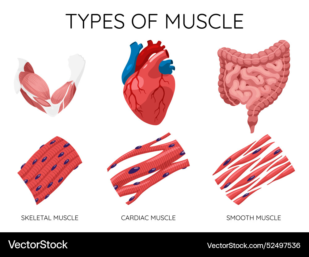 Types of muscle cells include skeletal smooth Types of muscle cells include skeletal smooth vector image