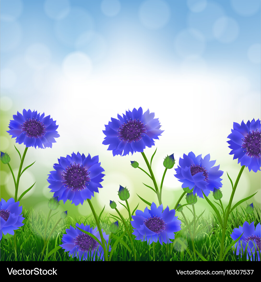 Cornflowers Field with Bokeh vector image