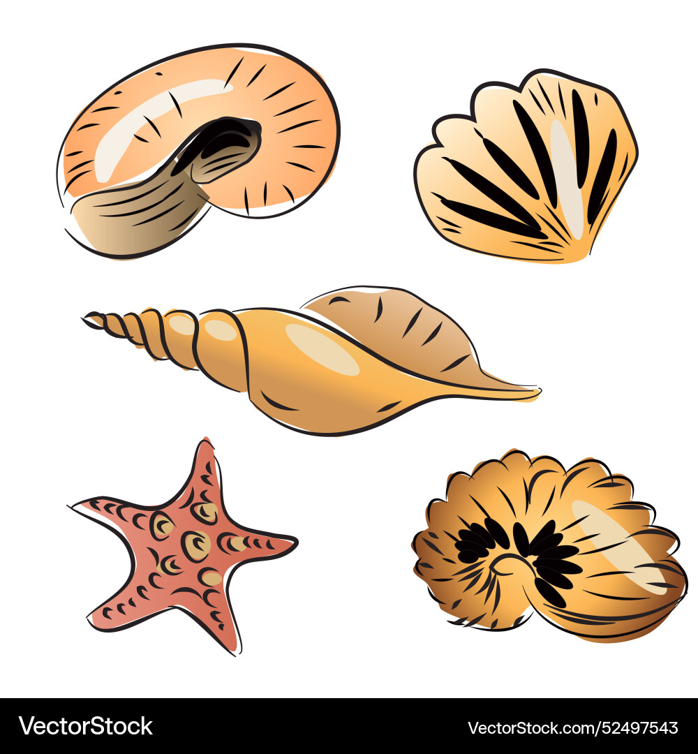 Set of seashell Vector Image