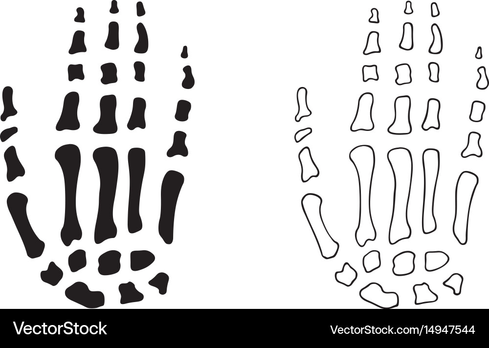 Hand bones Royalty Free Vector Image - VectorStock