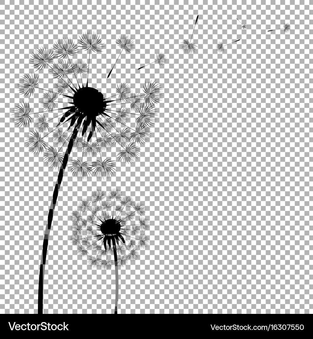 Dandelion in Transparent Background vector image