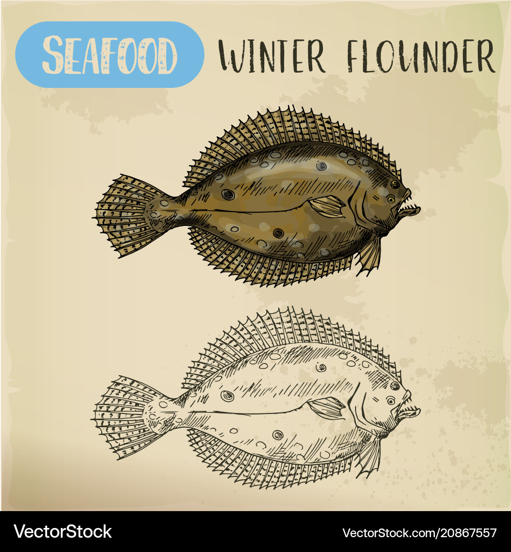 Winterflounder Seitenansicht Skizze für Zeichen Winterflounder Seitenansicht Skizze für Zeichen vektorbild