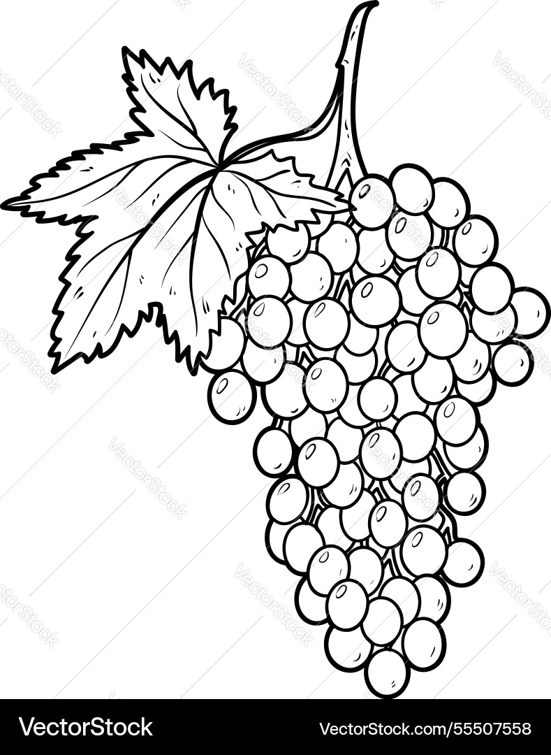 Outline of grape branch Vector Image