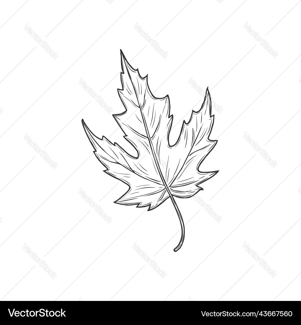 Hawthorn leaf isolated plant sketch foliage icon vector image