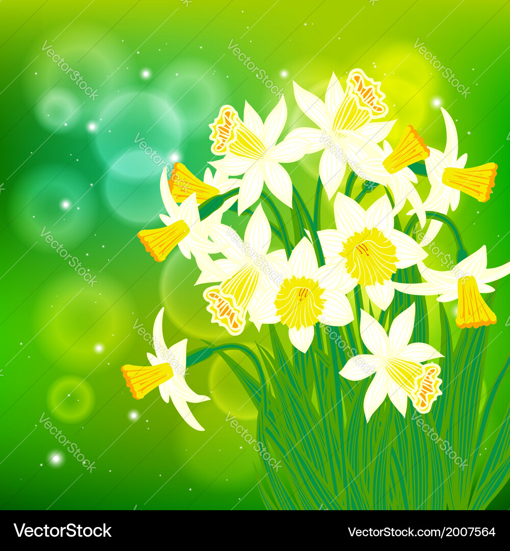Card with white daffodils on light bokeh Vector Image