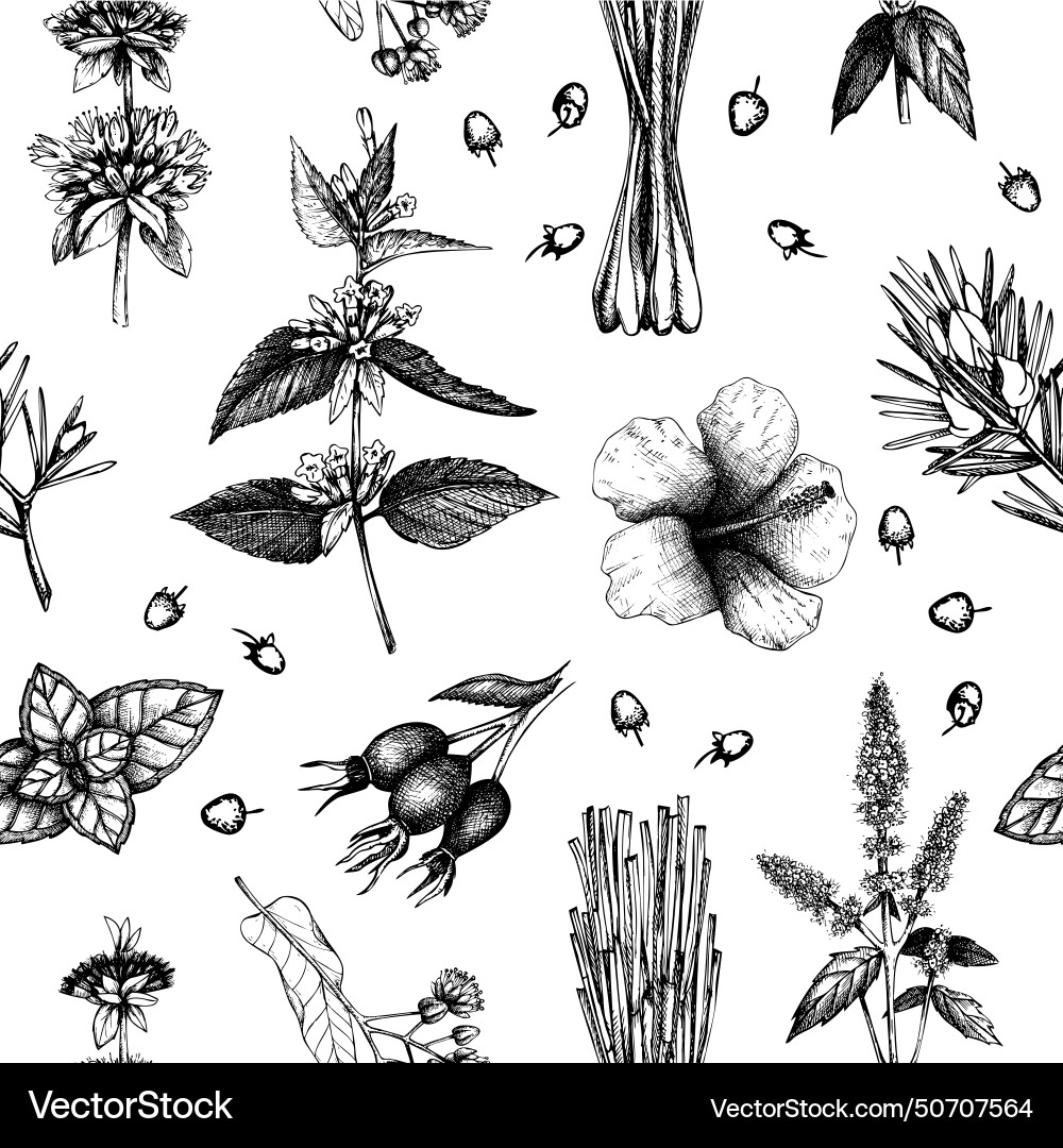 Tea seamless pattern herbal background vector image