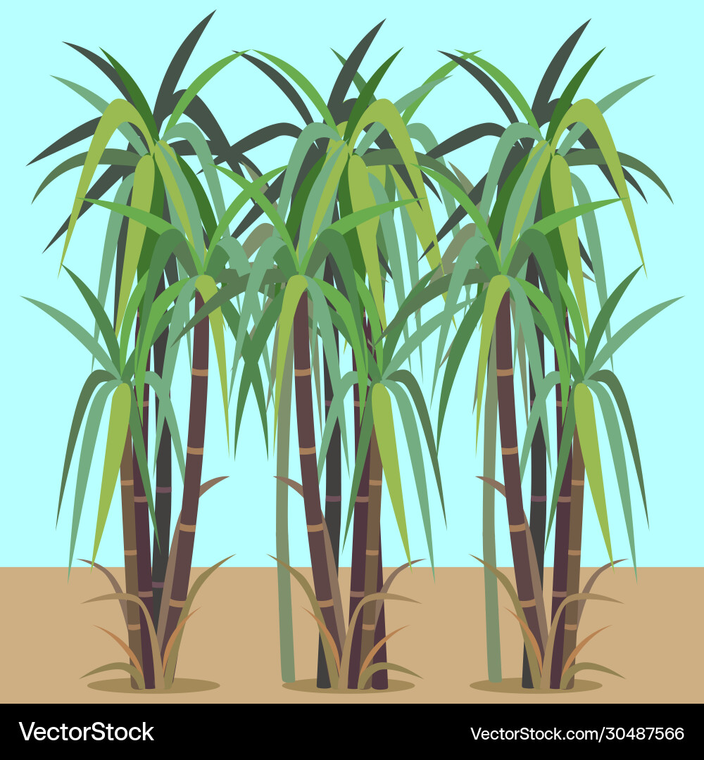Sugar Cane Plant (30487566) – Royalty-Free Vector | VectorStock, image size:1000x1080