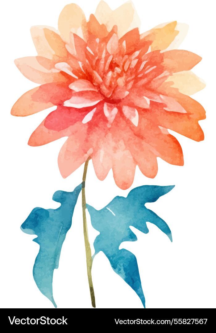 Watercolor painted dahlia flower hand drawn Watercolor painted dahlia flower hand drawn vector image