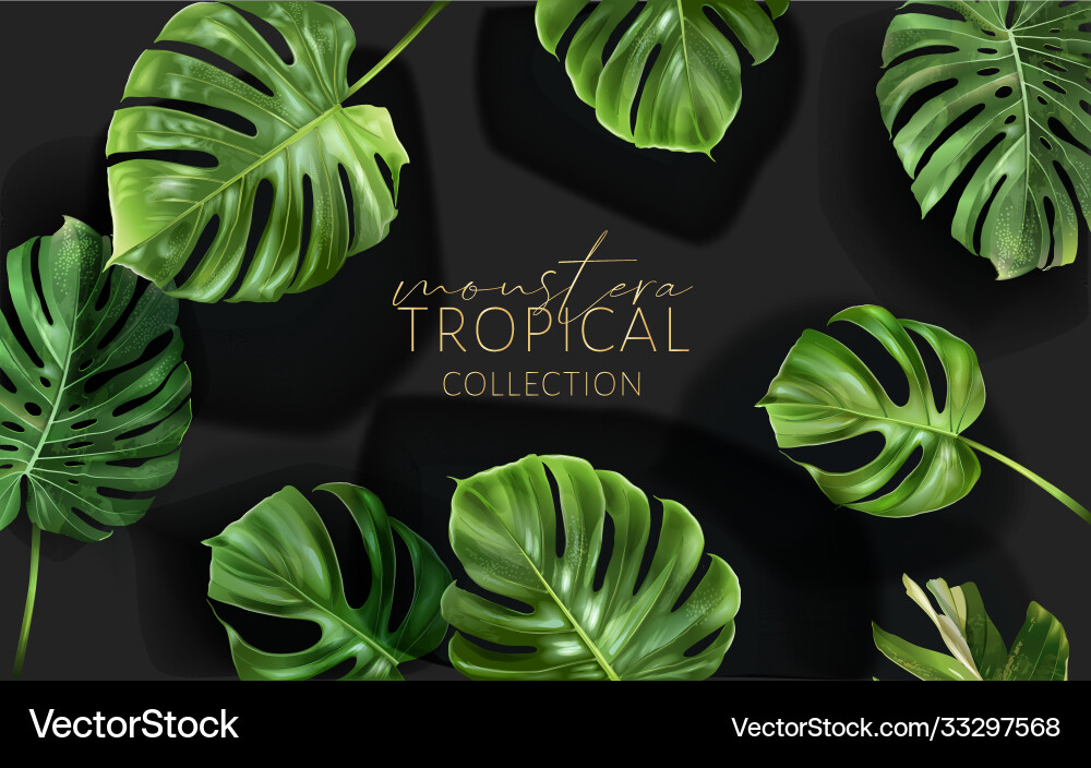 Monstera frame with green tropical leaves Vector Image