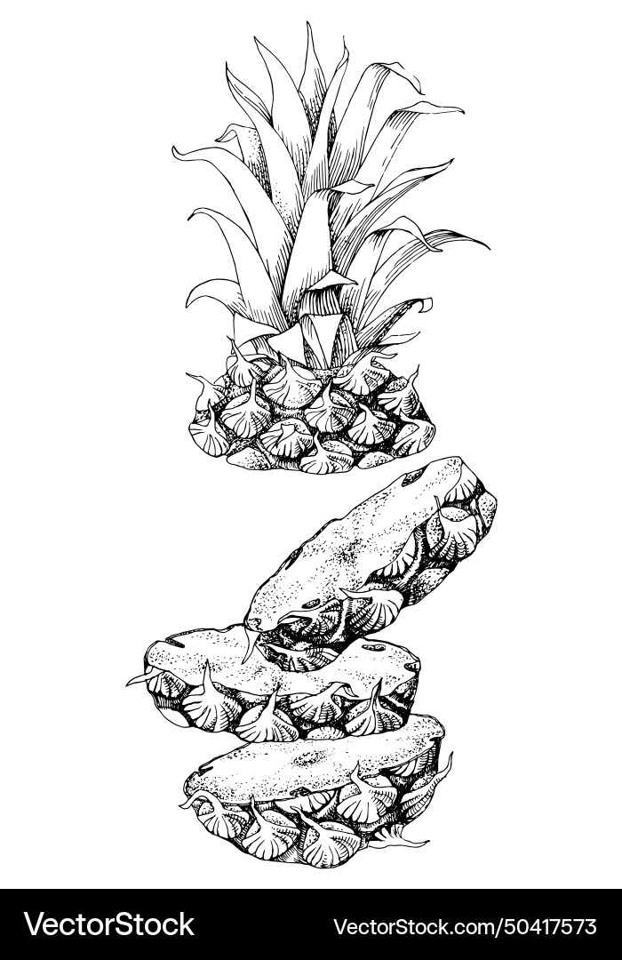 Hand drawn sliced pineapple fruit Royalty Free Vector Image